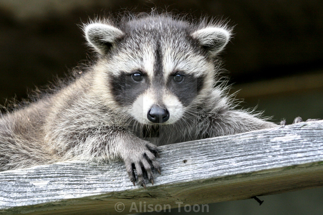 "Baby raccoon ventures from nest" by Alison Toon - £12.40 "Baby raccoon ventures from nest" stock image