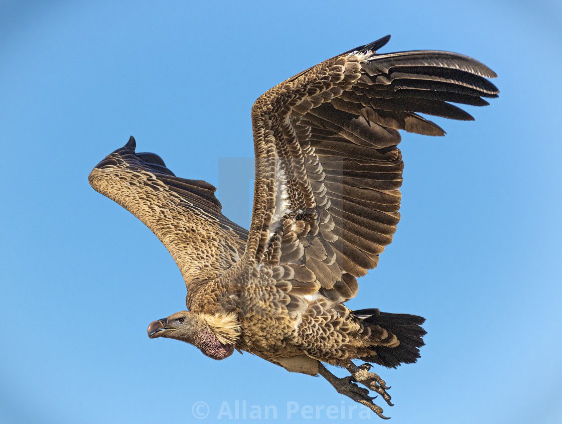 "Bald Vulture" stock image