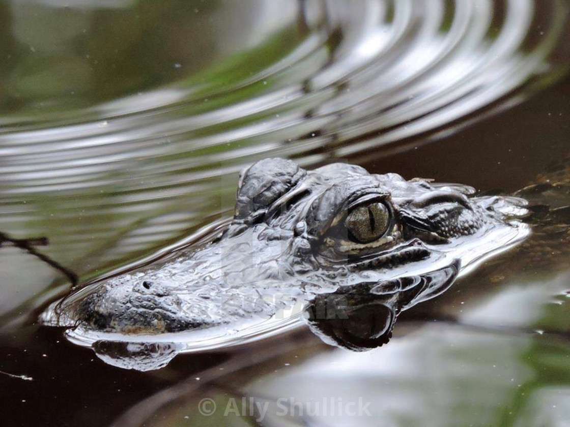 "Florida Alligator" by Ally Shullick - $19.13 "Florida Alligator" stock image