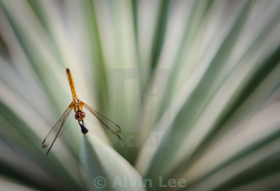 "Dragonfly burst" stock image