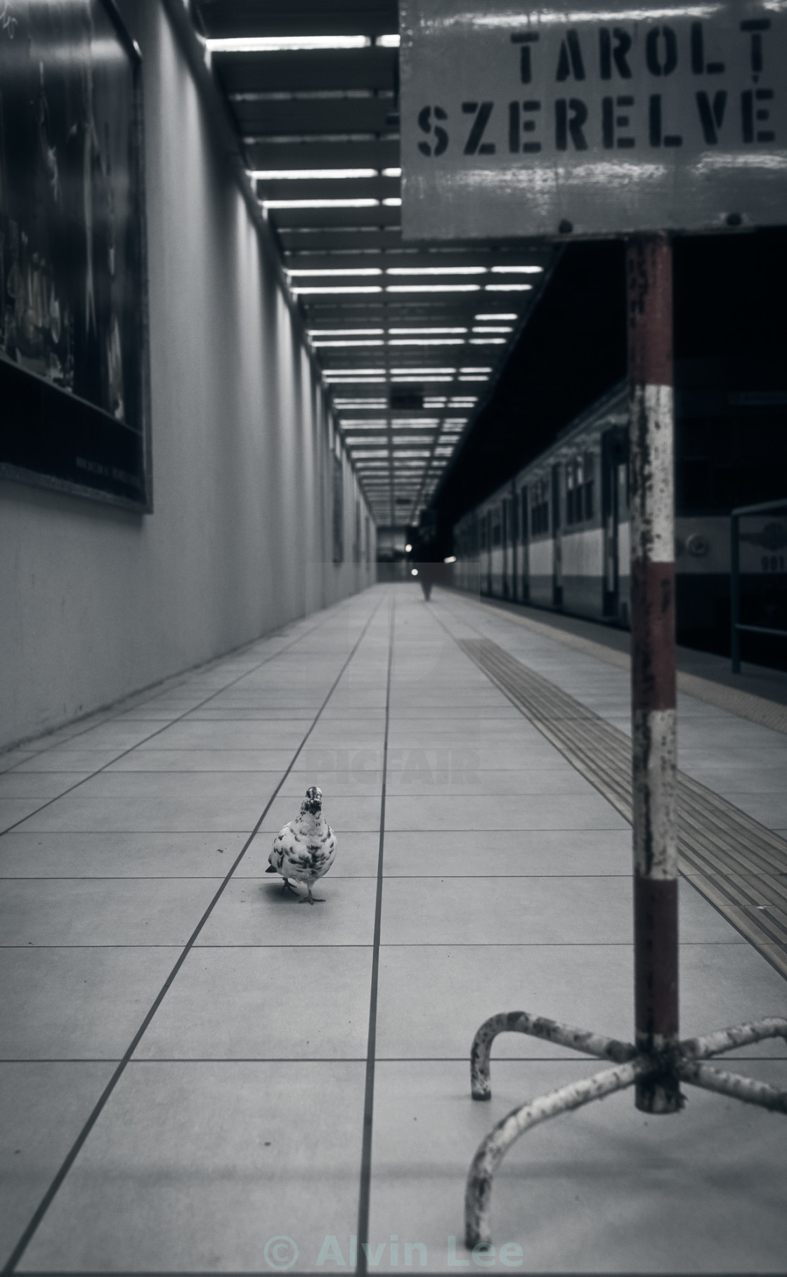 "Pigeon Passenger" stock image