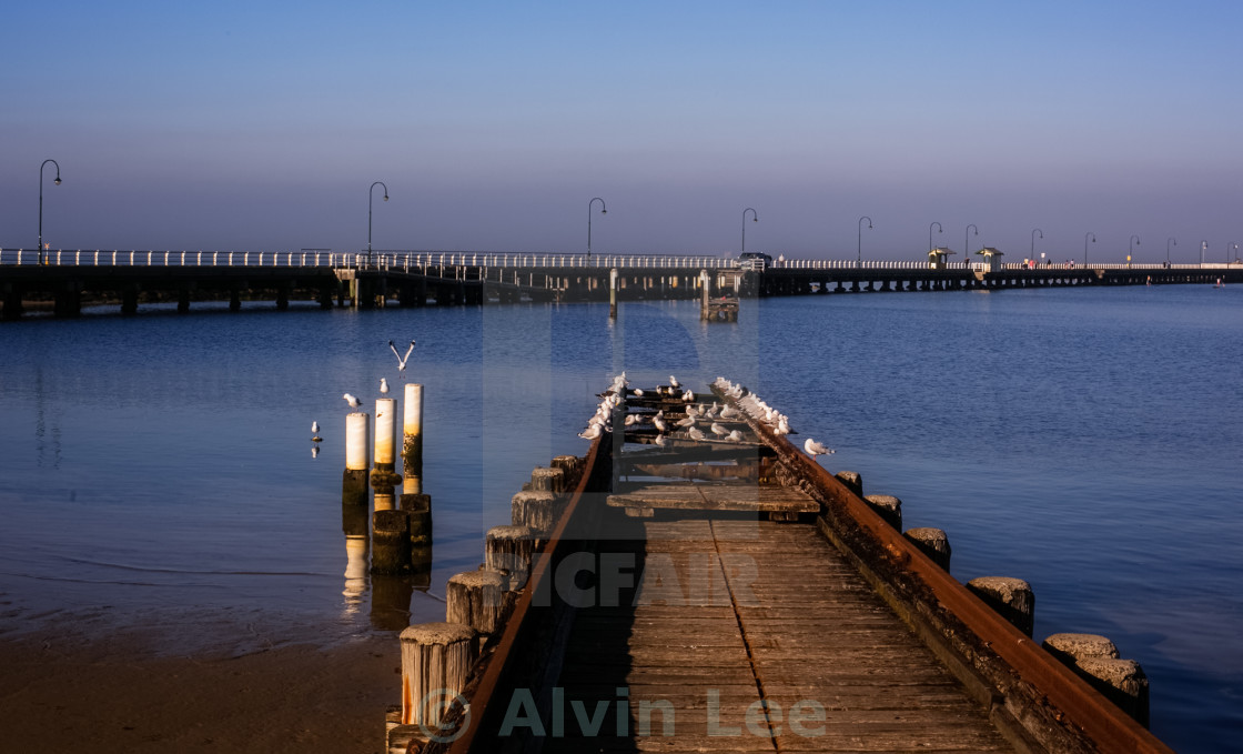 "Gulls on pier" stock image