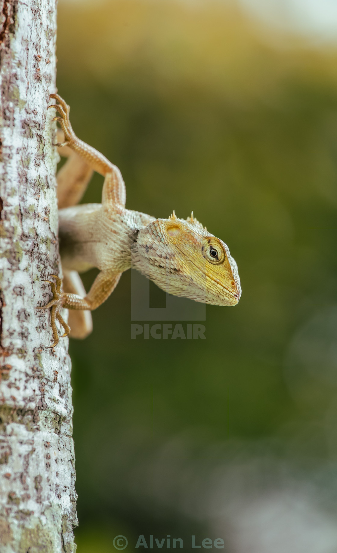 "Lizard looks" stock image