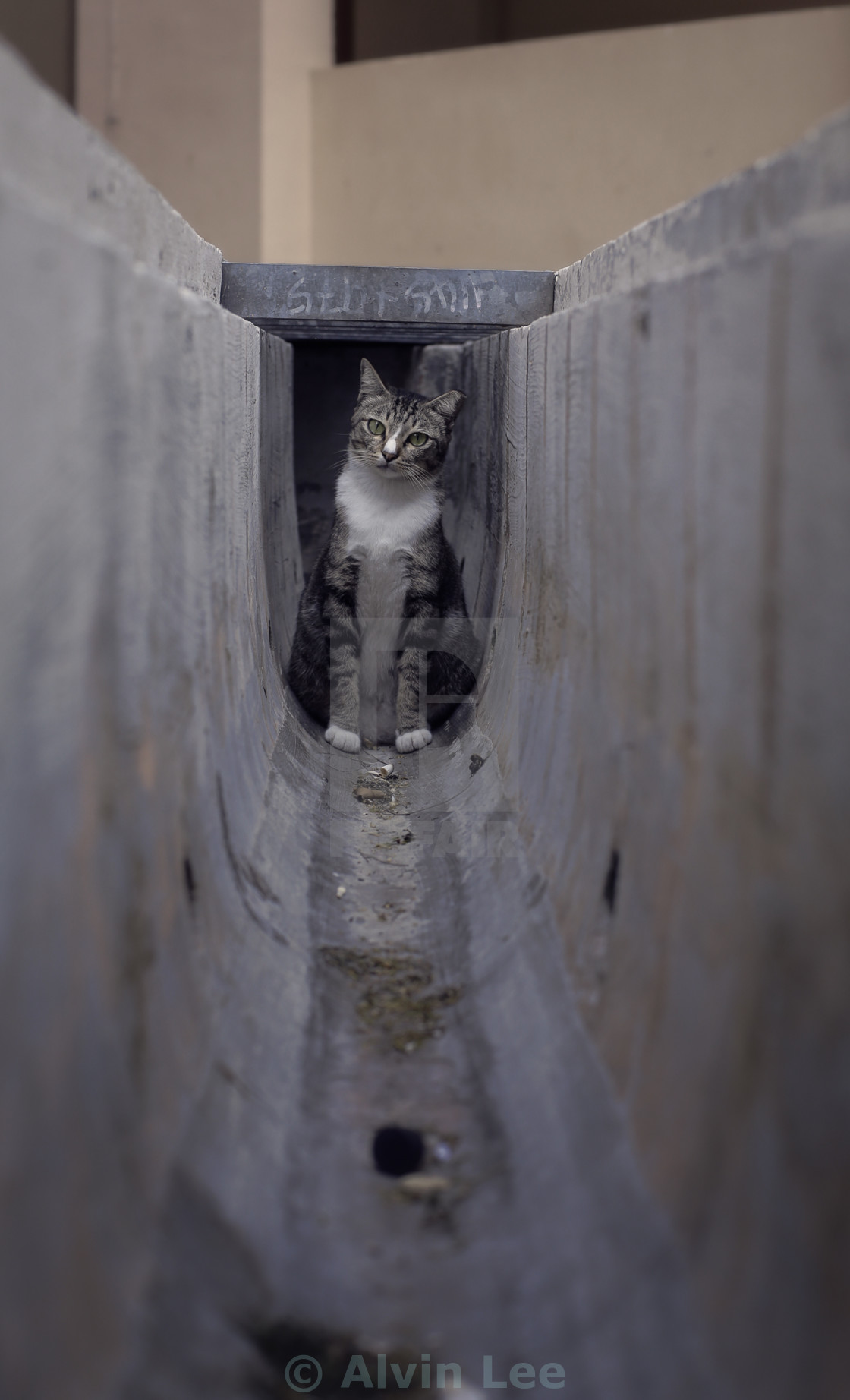 "Puzzled Cat in drain" stock image