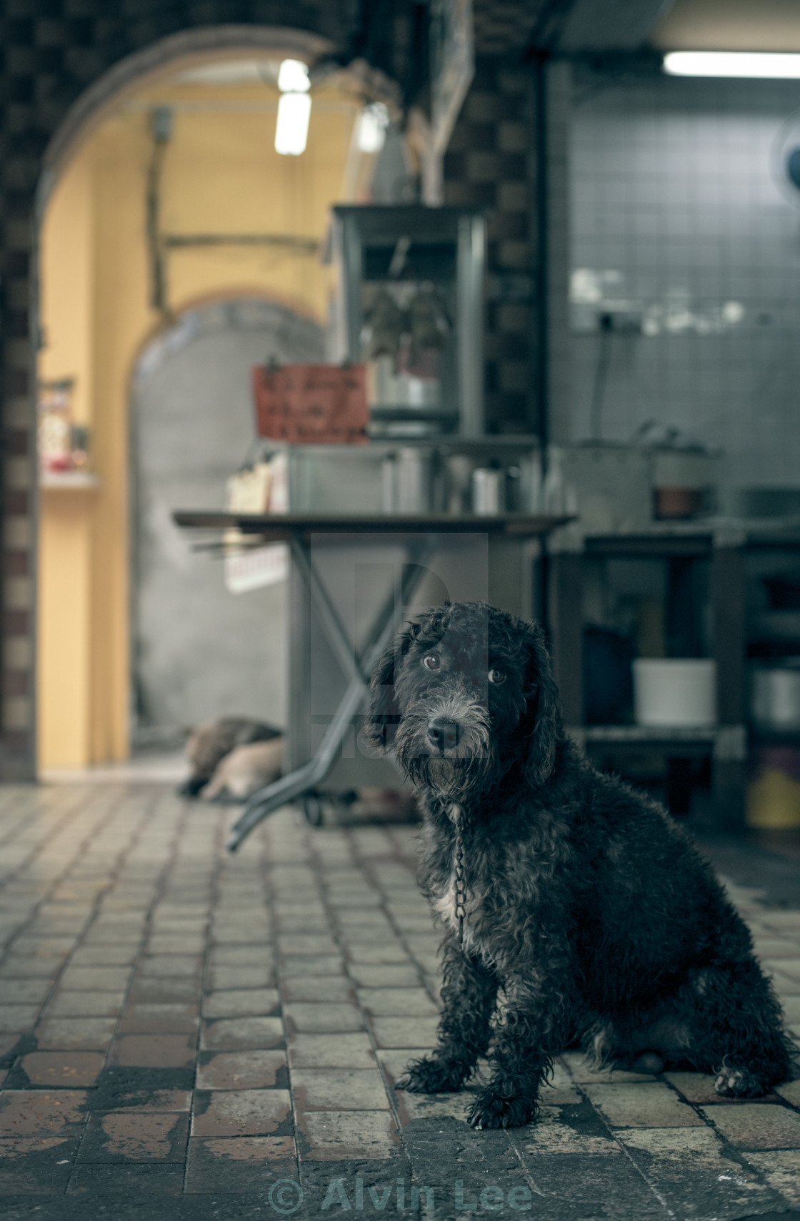 "Forlorn Street Dog" stock image