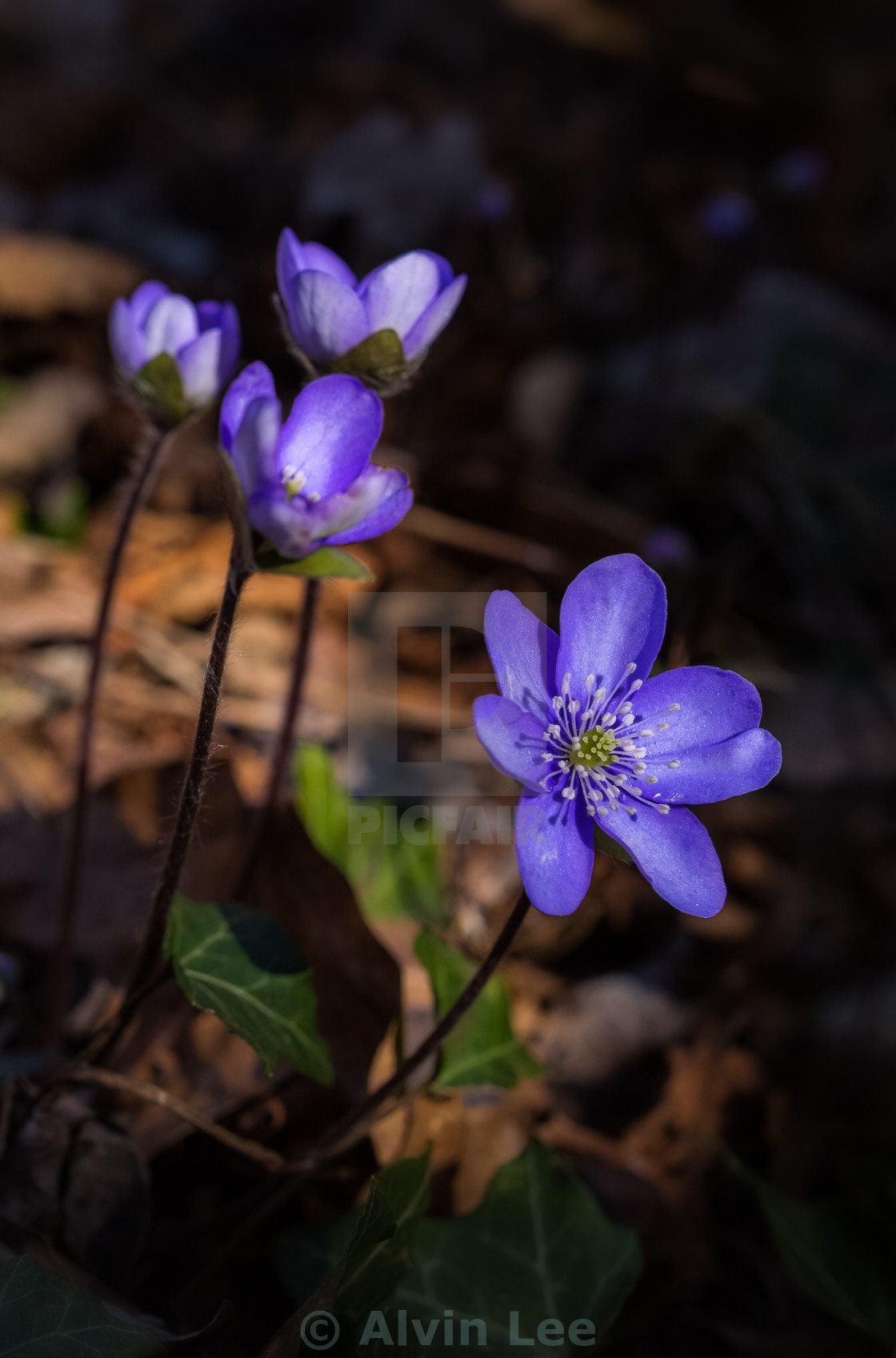 "Liverwort flowers (Hepatica)" stock image