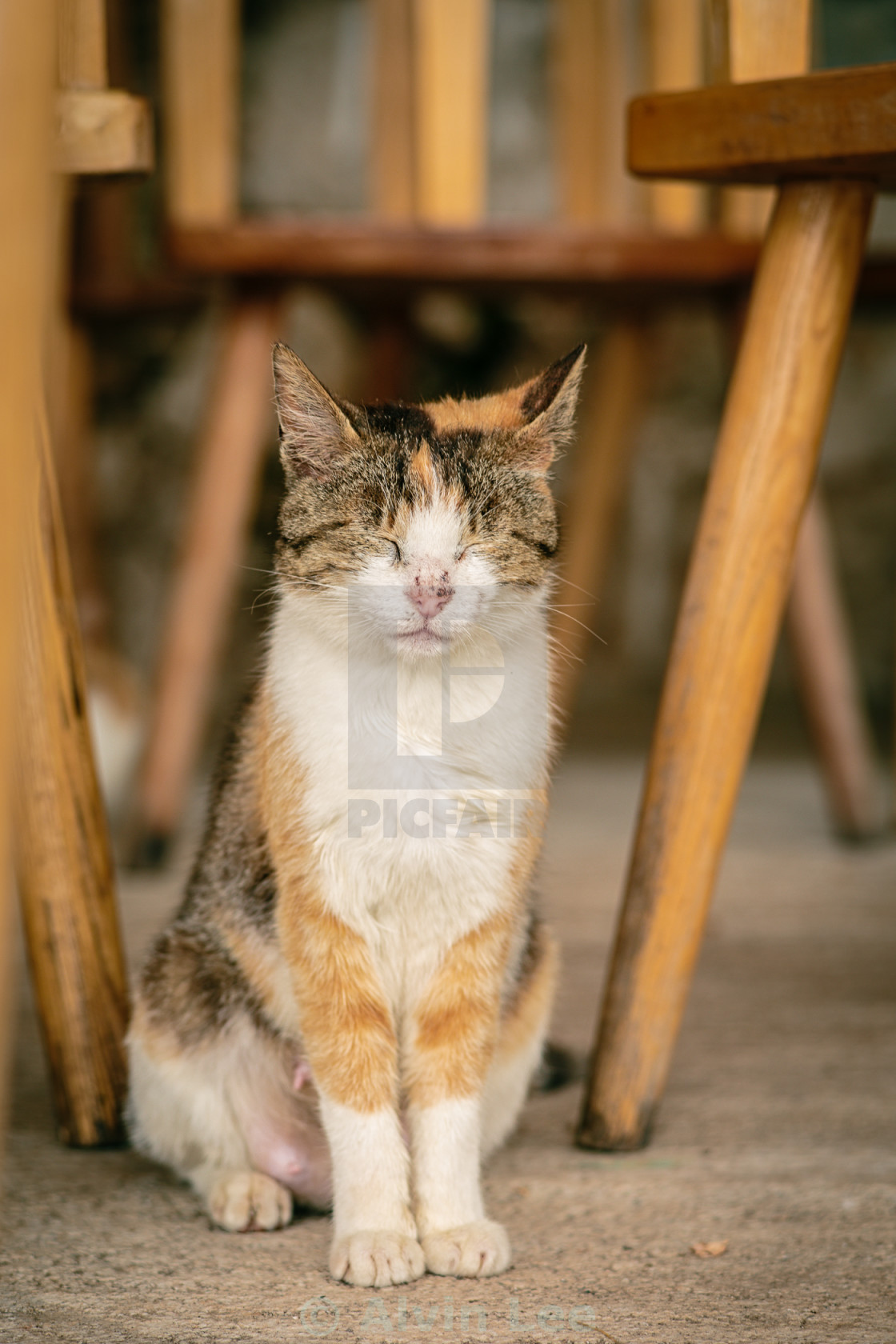 "Calico among the chairs" stock image