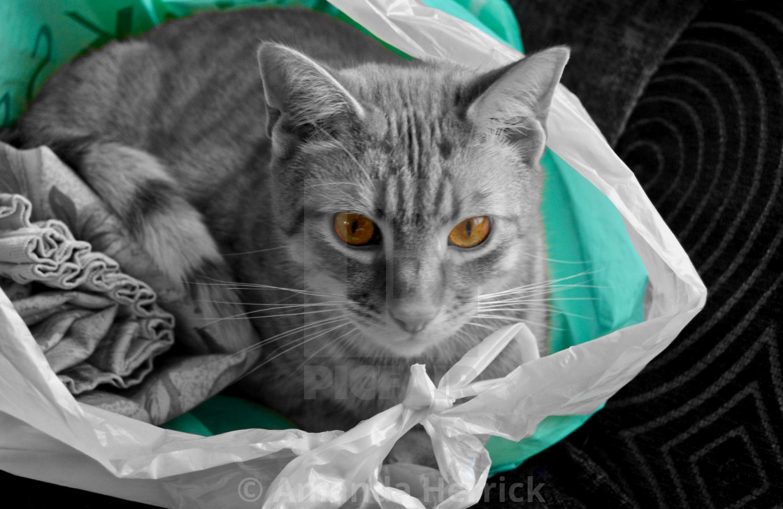 Don T Let The Cat Out Of The Bag License Download Or Print For