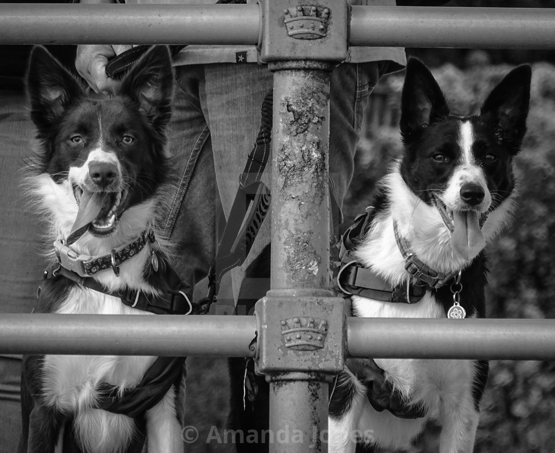 "Border Collies" stock image