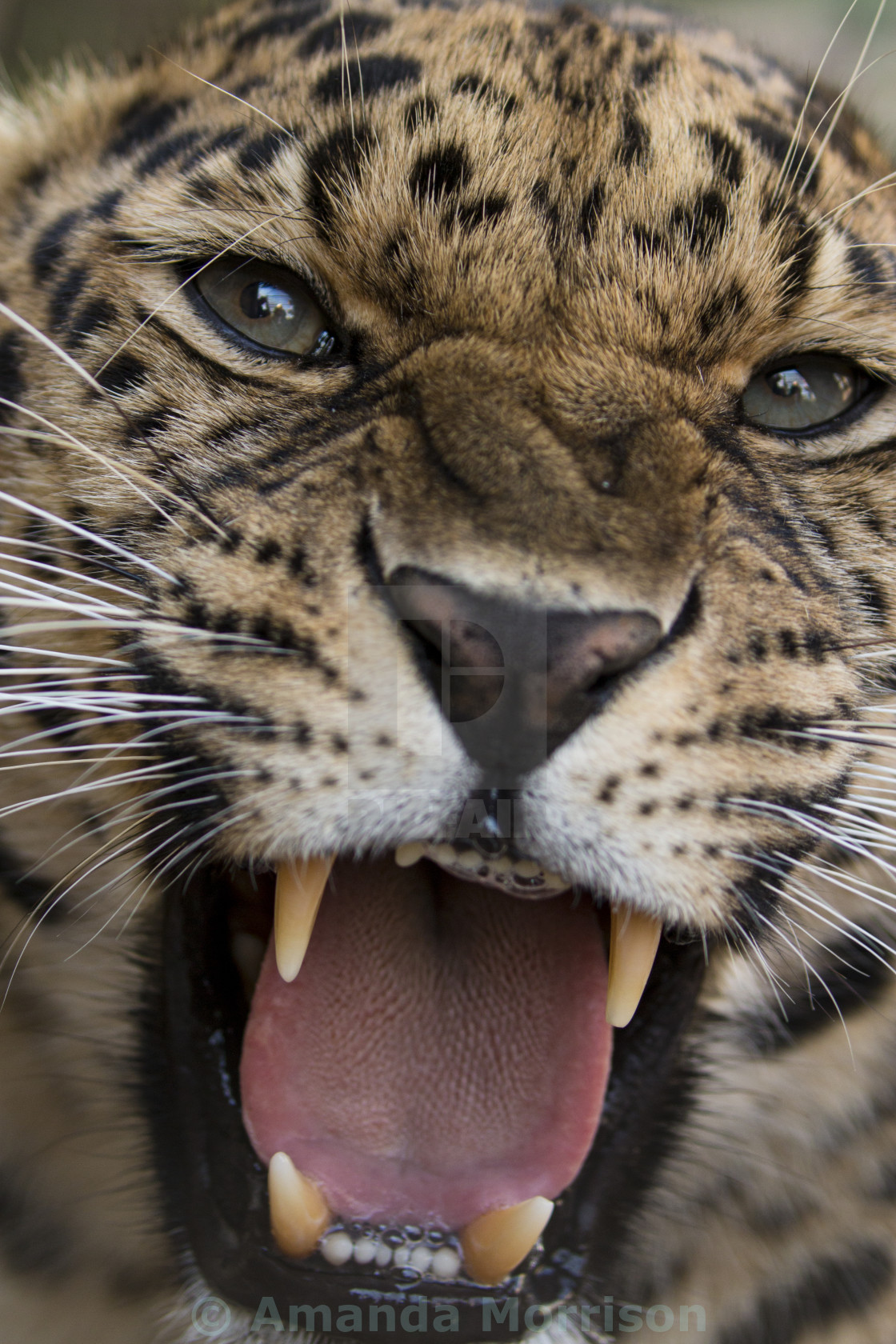 "Leopard's Breath" stock image