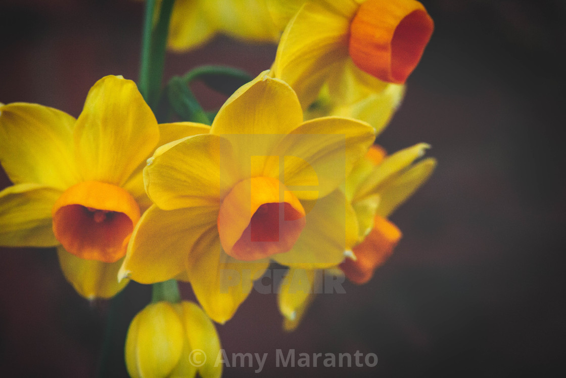 "Daffodil" stock image