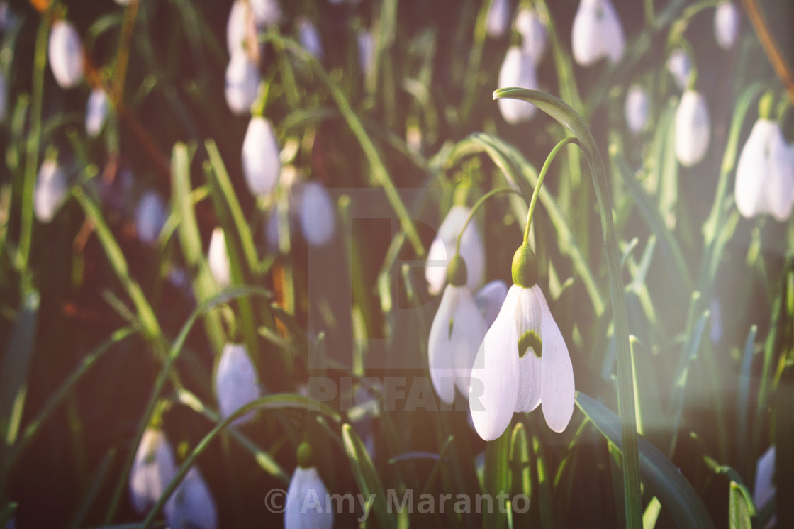 "Snowdrops with film fade" stock image