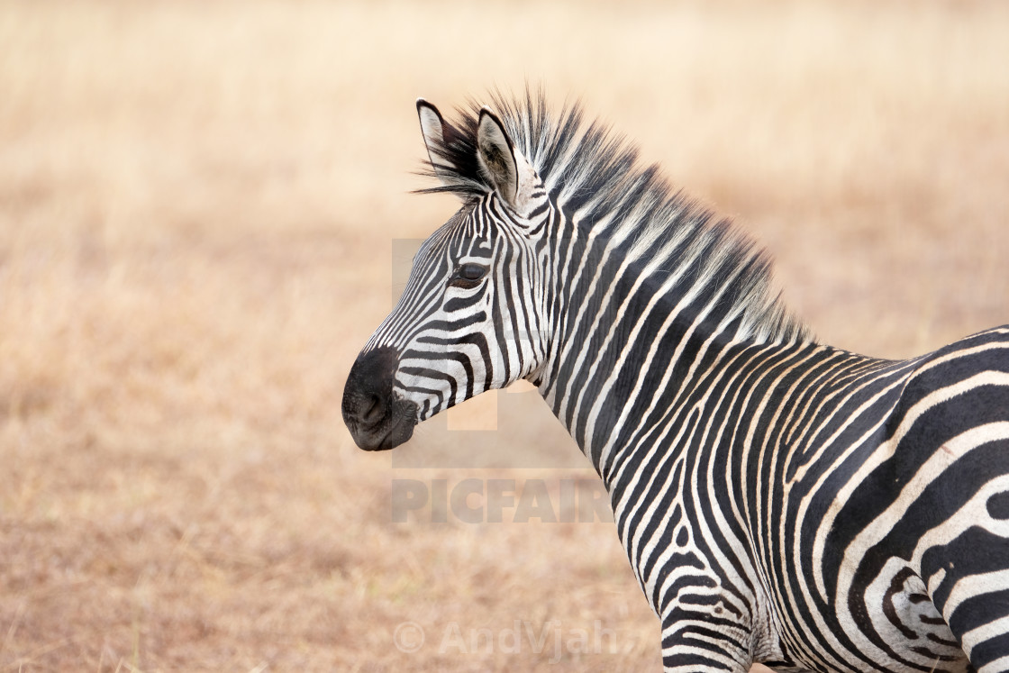 Zebra License Download Or Print For 11 16 Photos Picfair