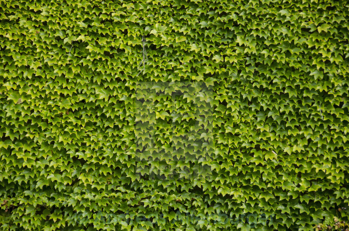 Green Wall Background Of Boston Ivy License Download Or Print