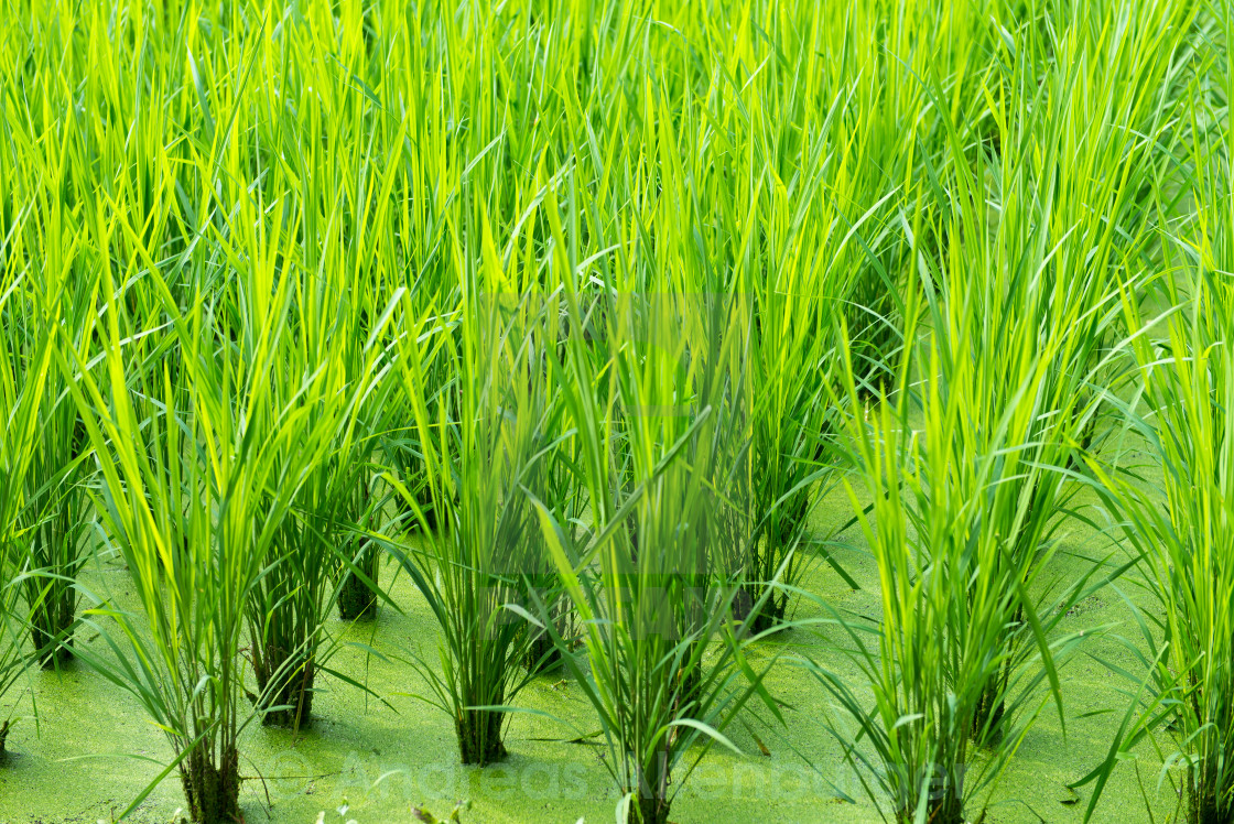 Green rice field background - License, download or print for £ | Photos  | Picfair
