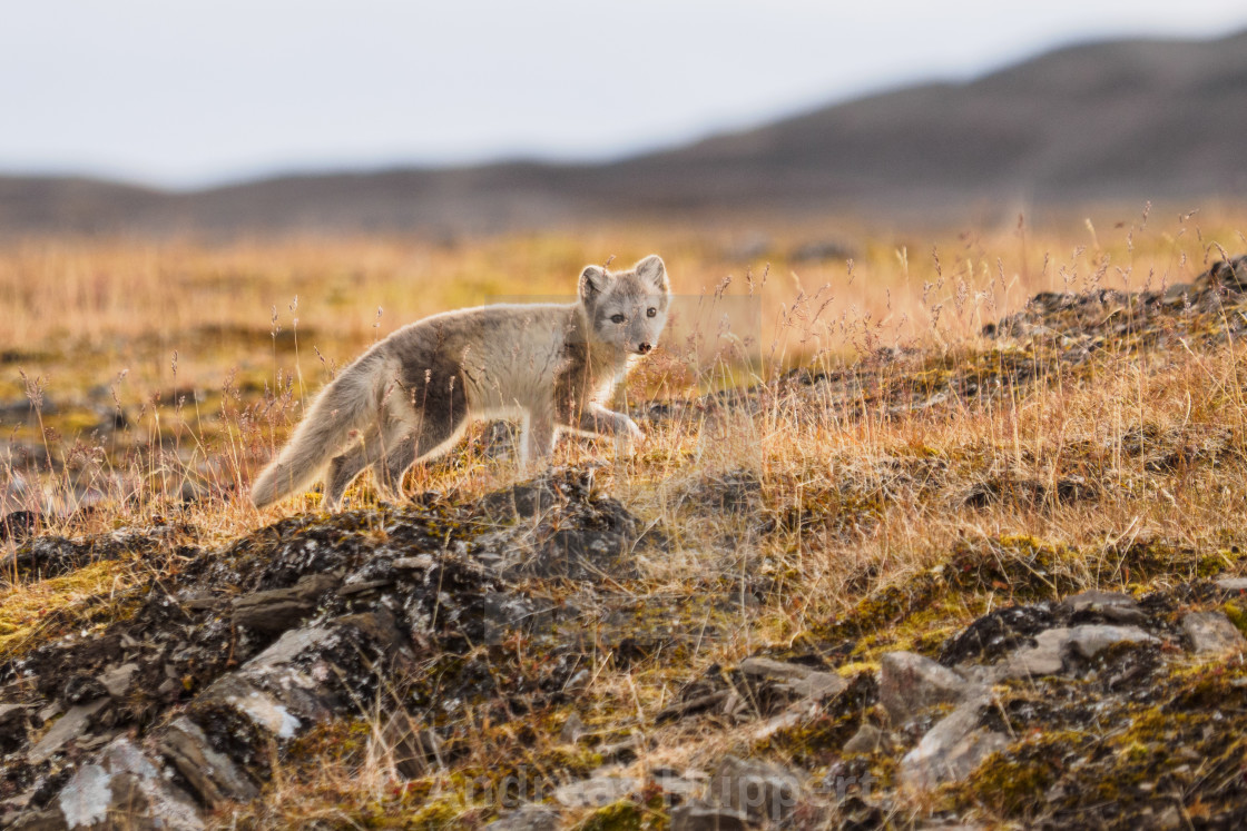 "Arctic Fox" stock image