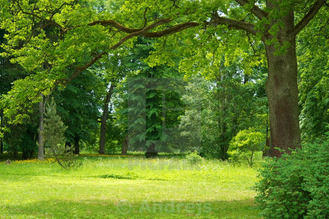 Beautiful Forest Landscape License Download Or Print For 18 60 Photos Picfair