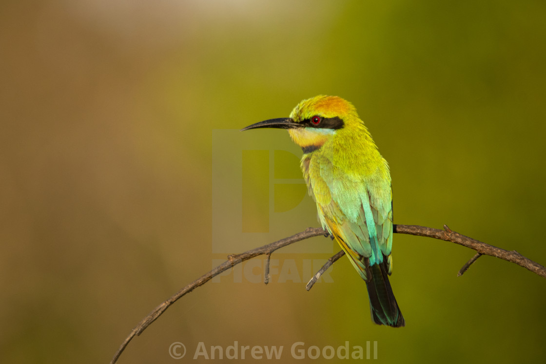 Rainbow Bee Eater License Download Or Print For 12 40 Photos
