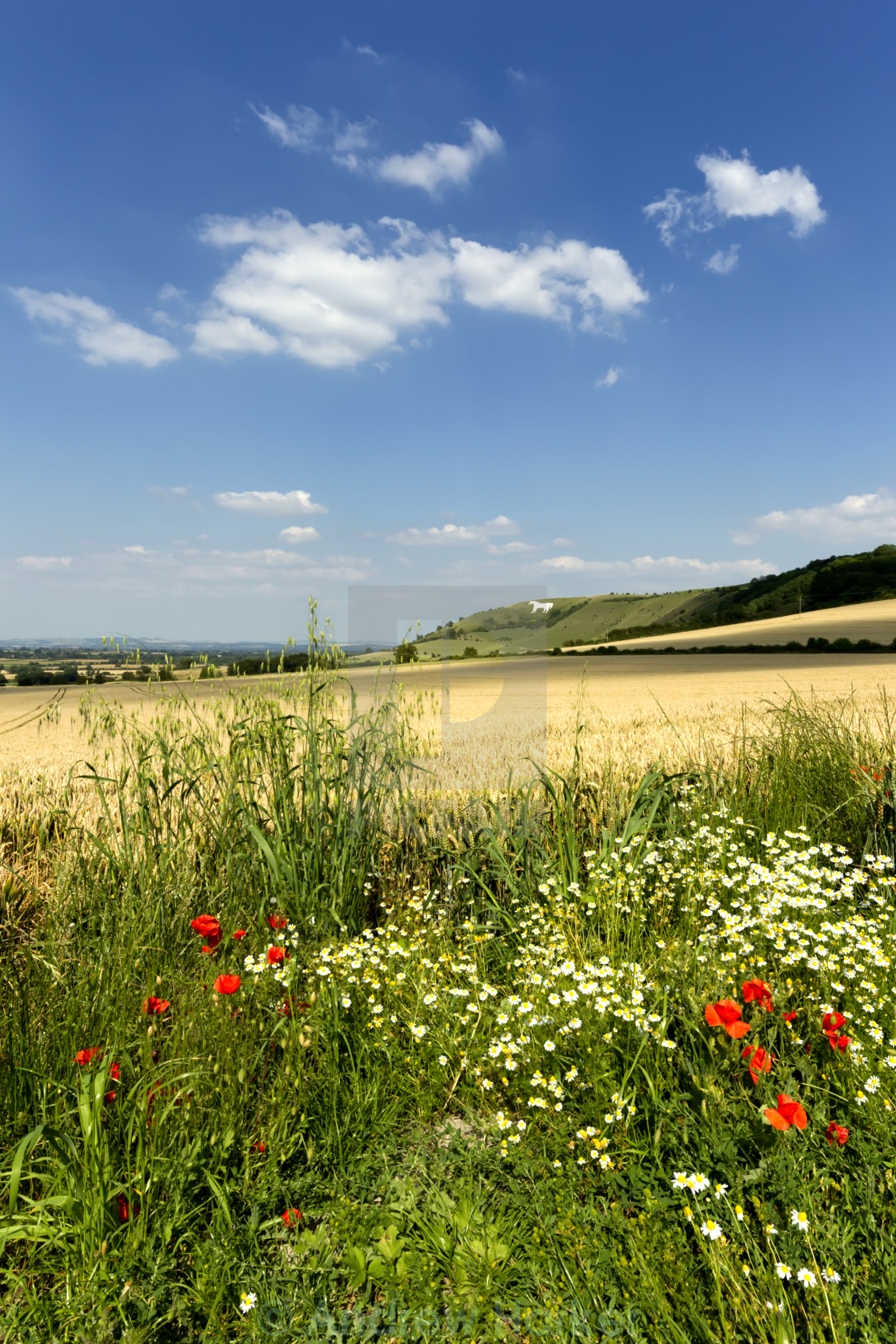 "The Westbury White Horse, Wiltshire, UK" by Andrew Harker - $15.16 "The Westbury White Horse, Wiltshire, UK" stock image