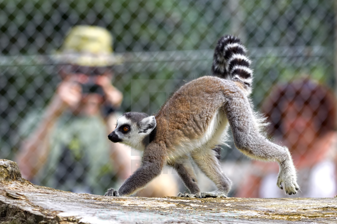 "Ring-tailed lemur (Lemur catta) at Longleat Safari Park" by Andrew Harker - $15.16 "Ring-tailed lemur (Lemur catta) at Longleat Safari Park" stock image