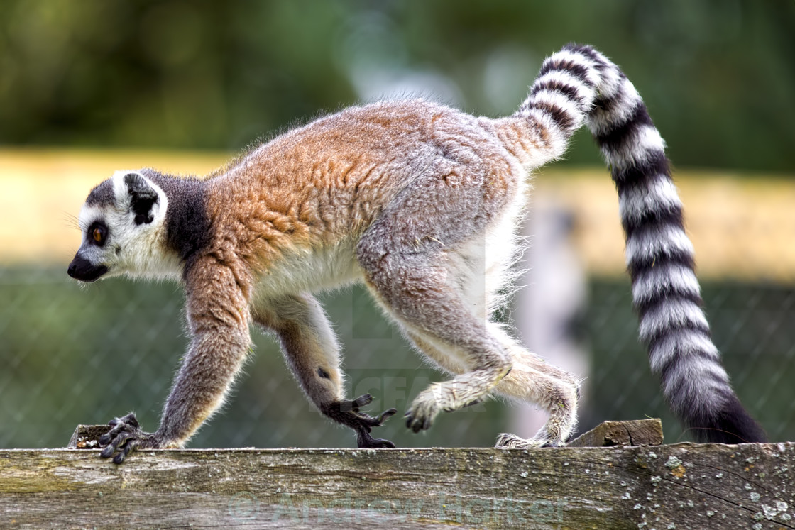 "Ring-tailed lemur (Lemur catta) at Longleat Safari Park" by Andrew Harker - $15.16 "Ring-tailed lemur (Lemur catta) at Longleat Safari Park" stock image