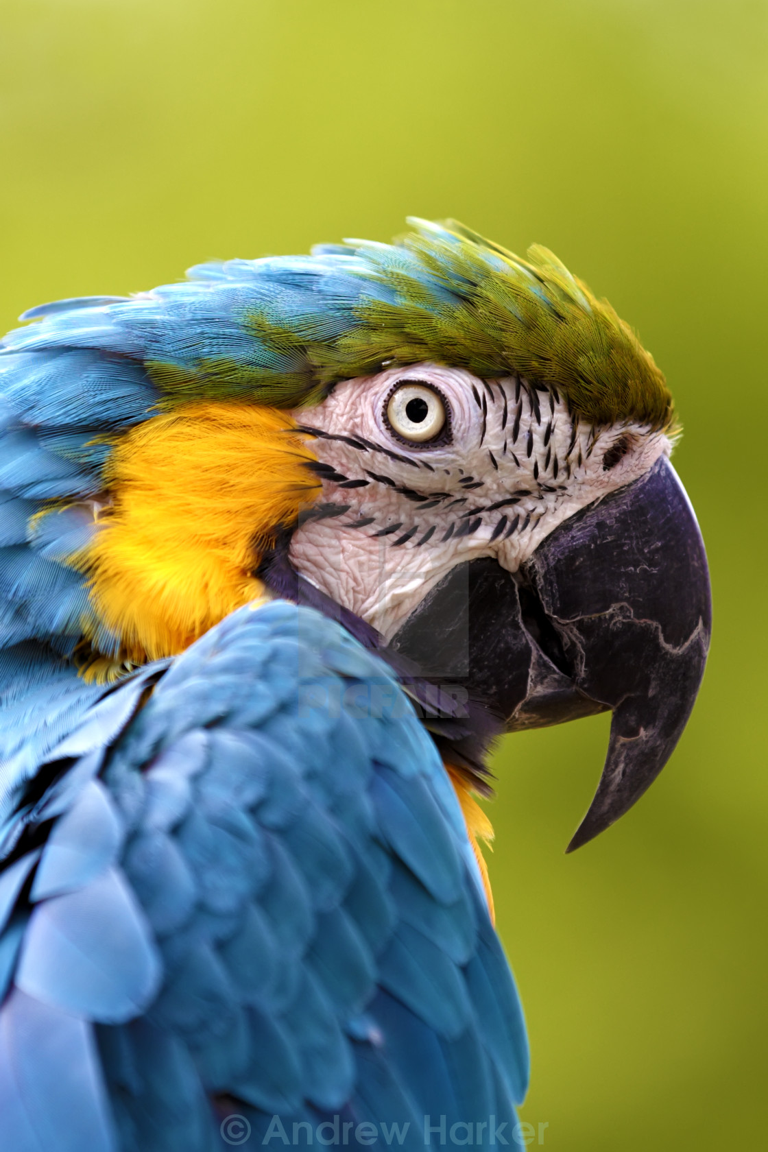 "Blue and Yellow Macaw (Ara ararauna)" stock image