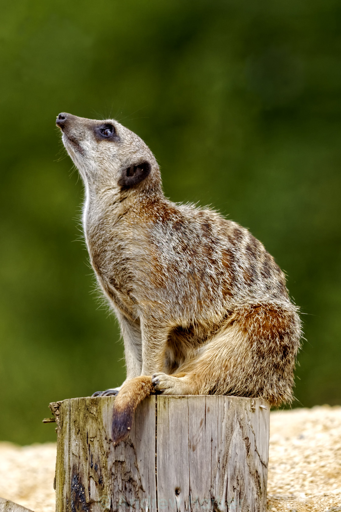 "Meerkat (Suricata suricatta) at Longleat Safari Park, Wiltshire," by Andrew Harker - $15.16 "Meerkat (Suricata suricatta) at Longleat Safari Park, Wiltshire," stock image