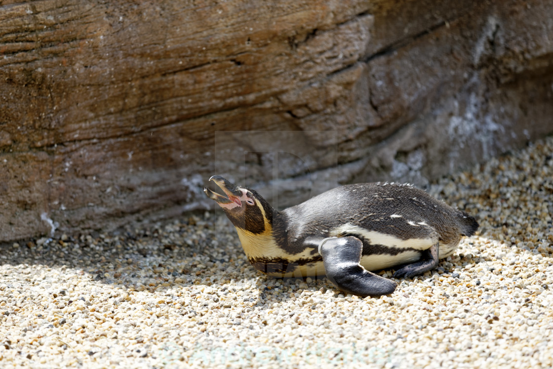 "Humboldt Penguin, Longleat Adventure Park, Wiltshire, UK" by Andrew Harker - $15.16 "Humboldt Penguin, Longleat Adventure Park, Wiltshire, UK" stock image