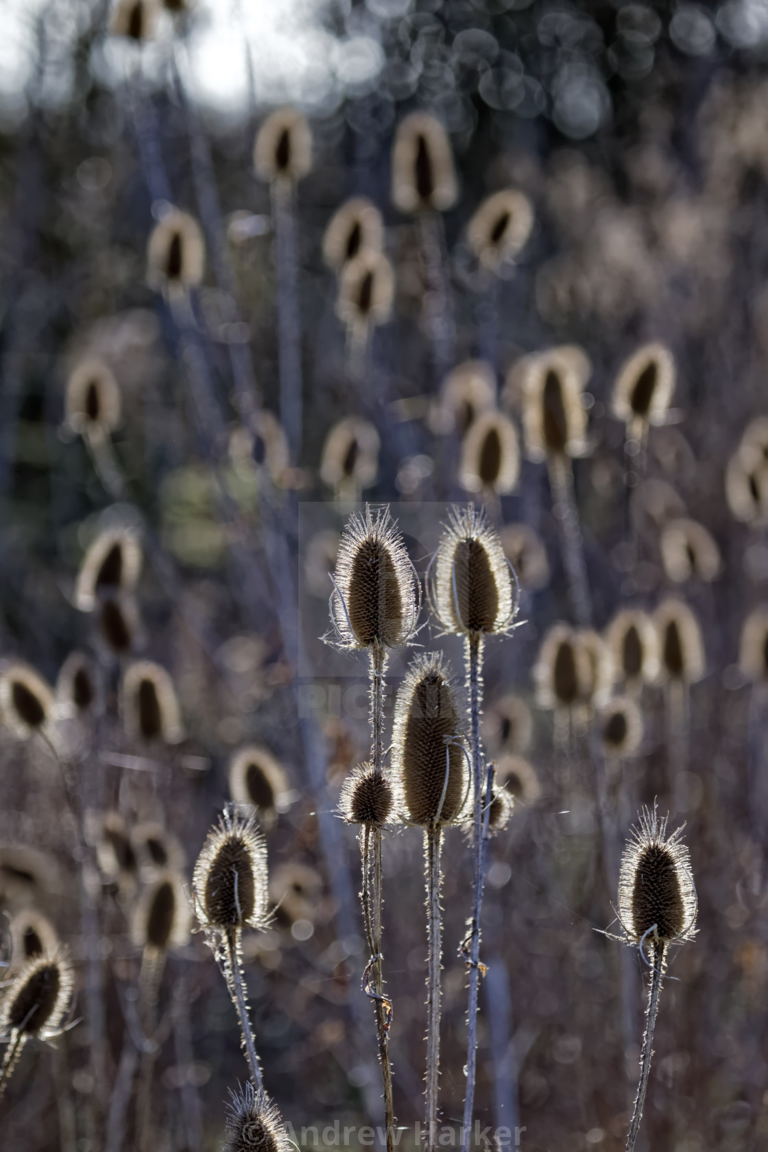 "Teasels (Dipsacus fullonum)" stock image