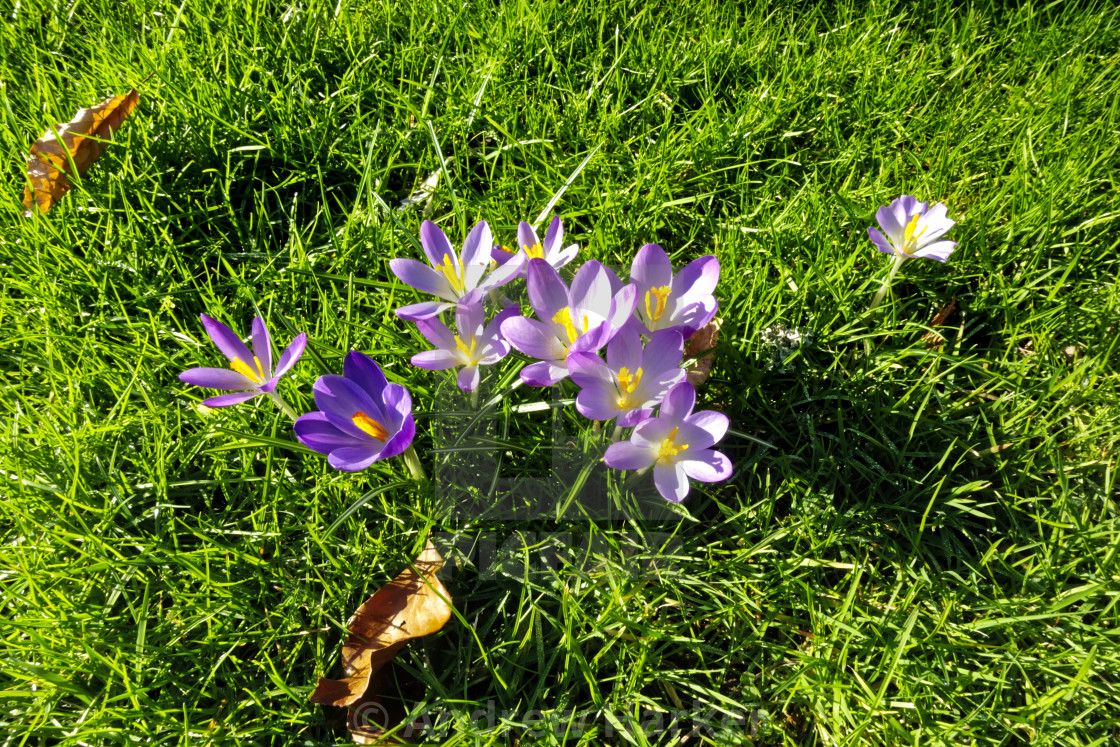 "Crocus tommasinianus (early crocus)" stock image