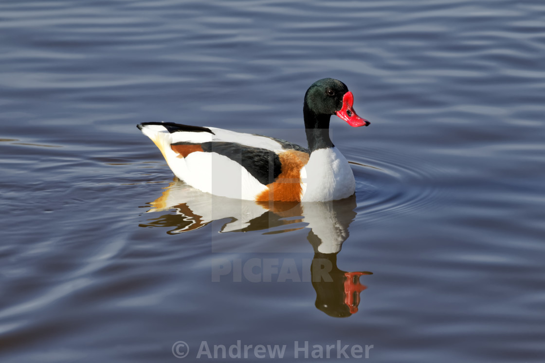 "A Common Shelduck (Tadorna tadorna) at Slimbridge Wetland Centre" stock image