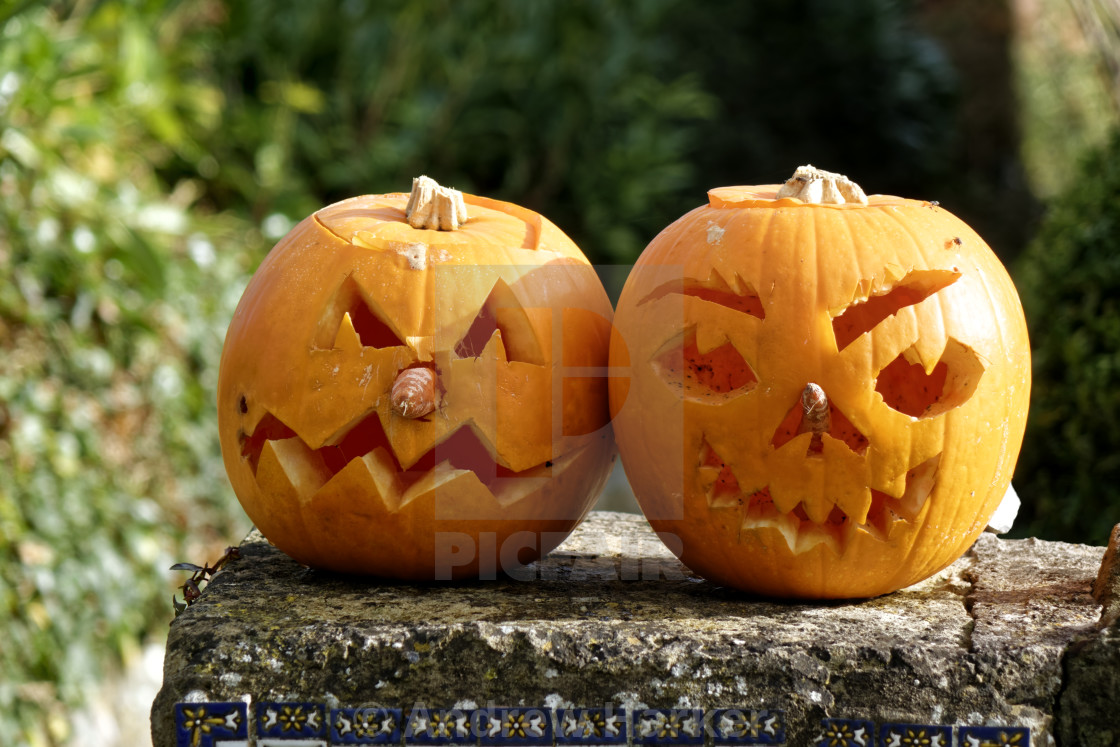 "Halloween Pumpkins on a garden wall" stock image