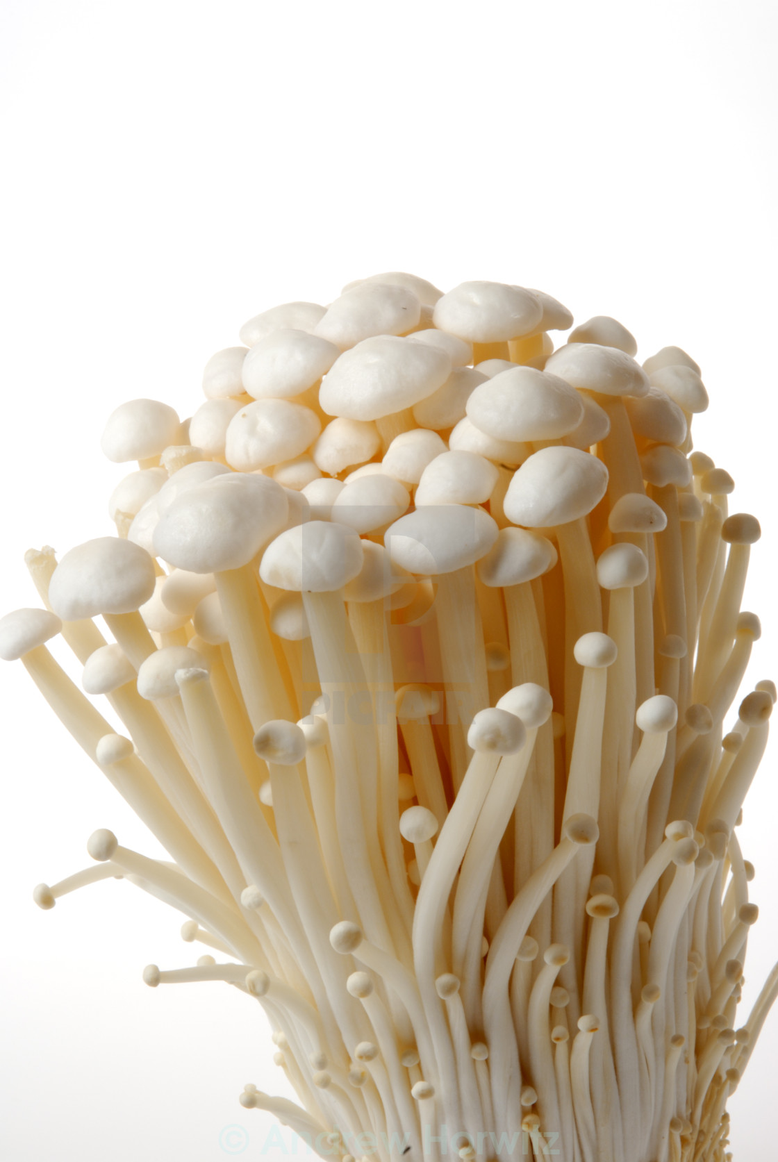 Enokitake Mushrooms License Download Or Print For 6 Photos Picfair Enokitake Mushrooms License Download Or Print For 6 Photos Picfair