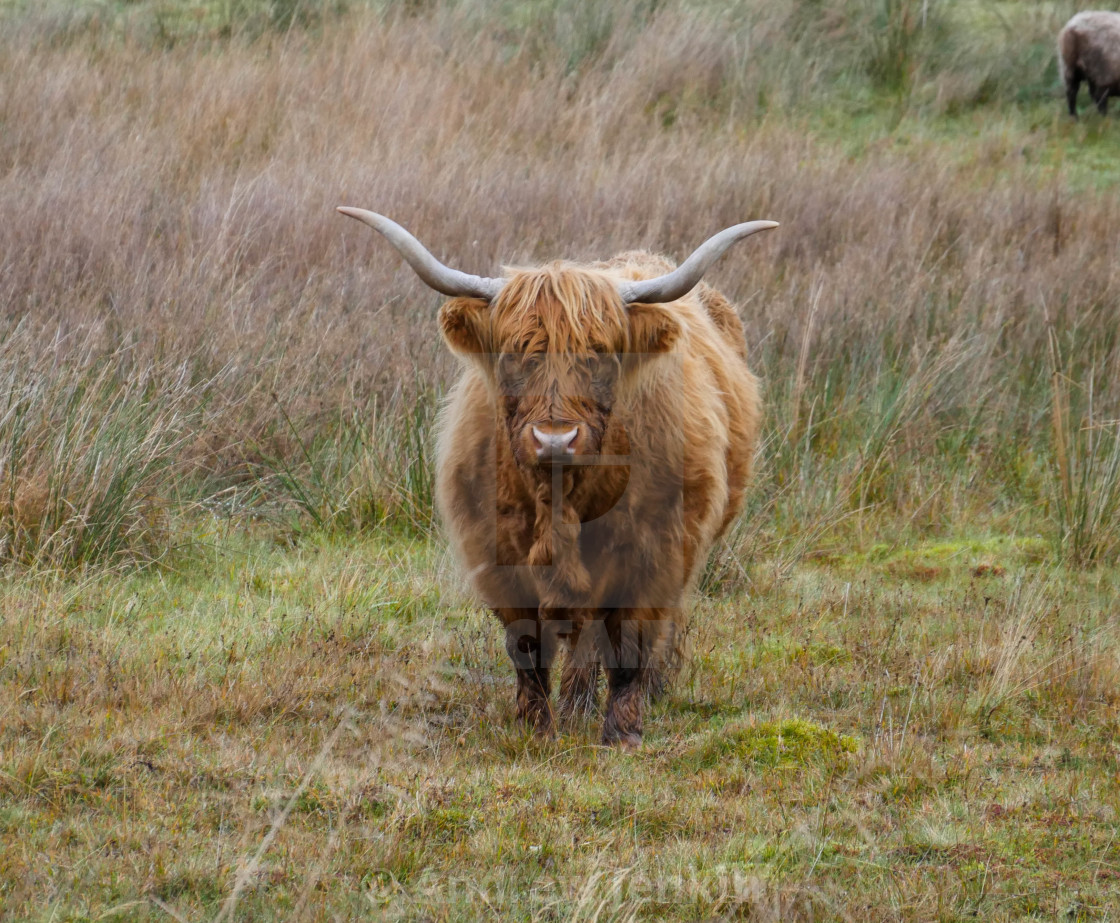 "Highland Cow" stock image