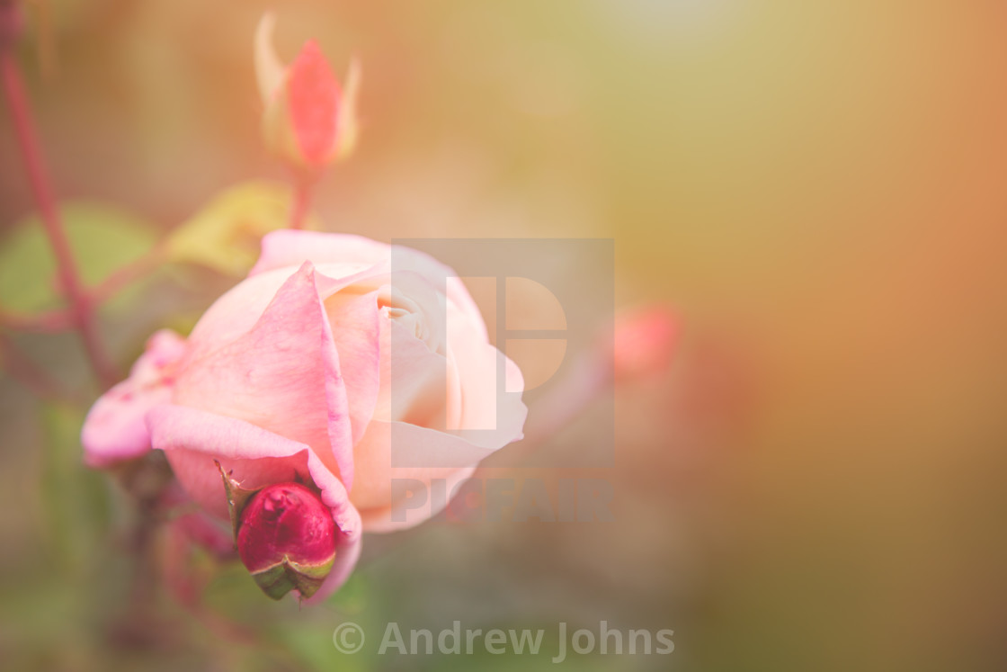 "Summer rose" stock image