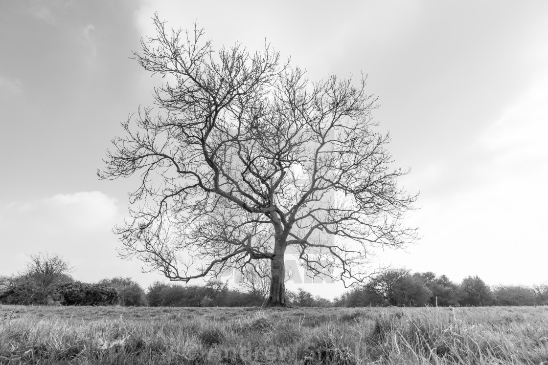 "Newtimber Hill One" by Andrew Small - £19.98 "Newtimber Hill One" stock image