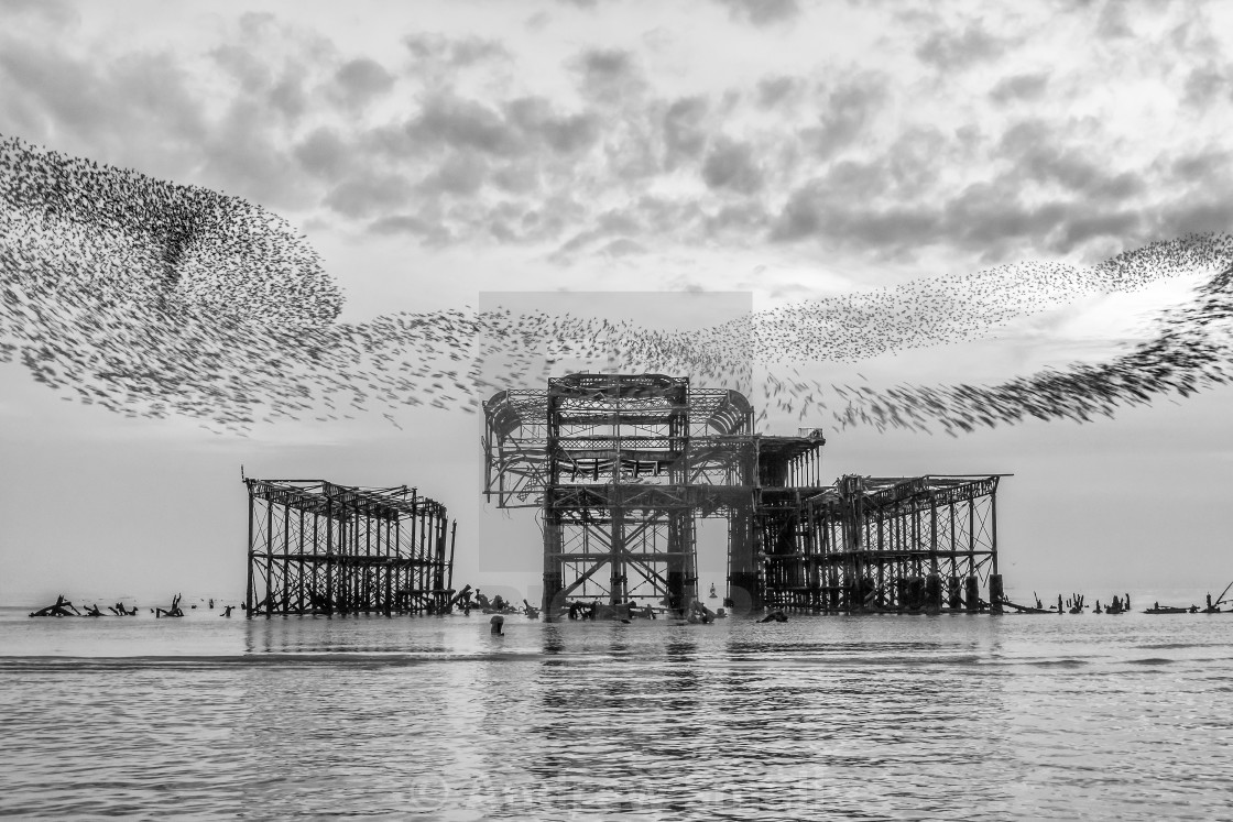 "Starlings Over The West Pier" by Andrew Small - $24.17 "Starlings Over The West Pier" stock image