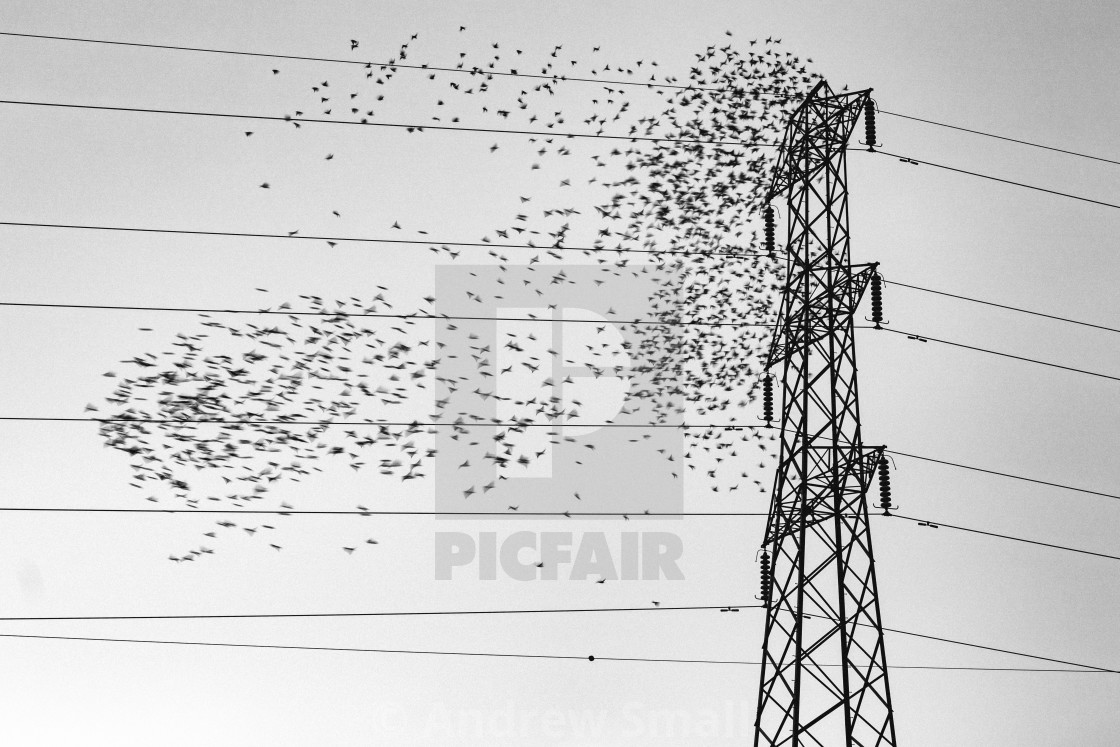 "The Murmaration" by Andrew Small - £19.98 "The Murmaration" stock image