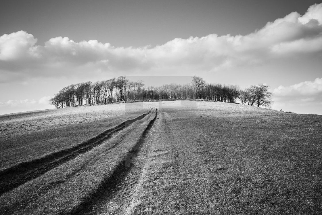 "Chanctonbury Ring" by Andrew Small - £19.98 "Chanctonbury Ring" stock image