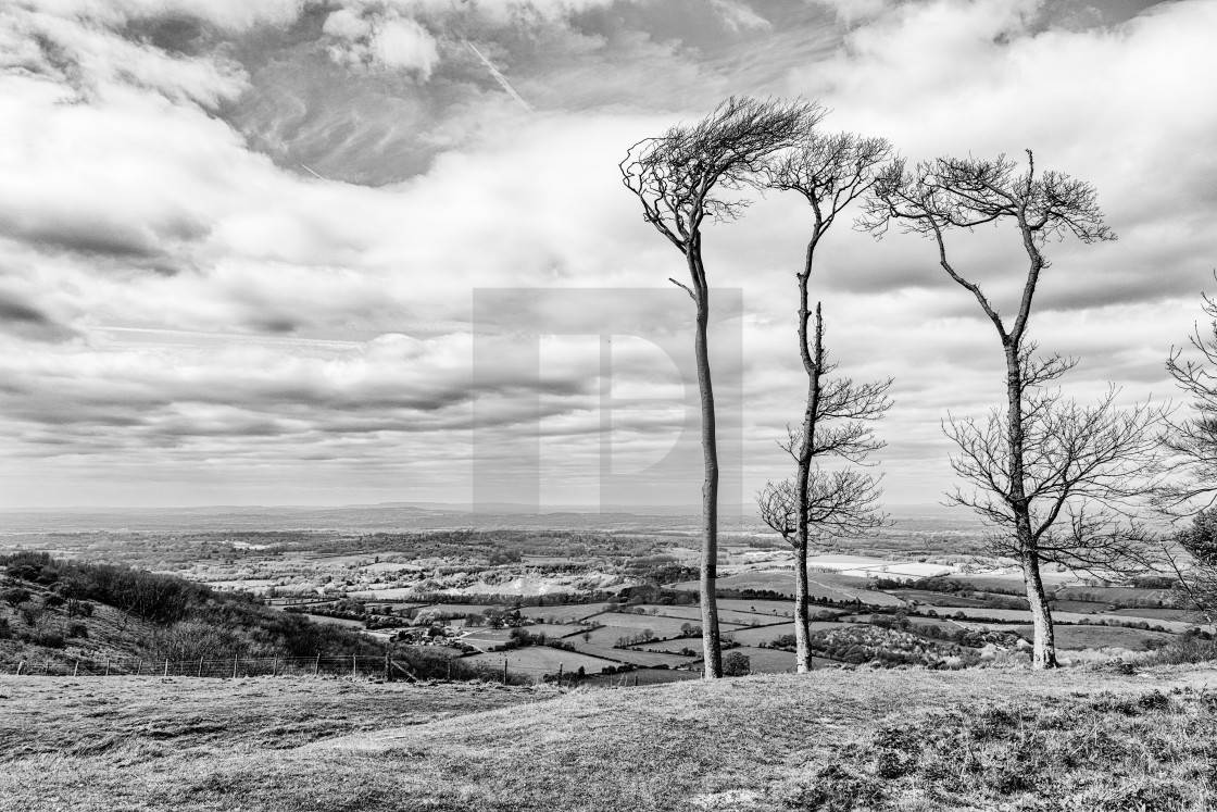 "Chanctonbury Ring" by Andrew Small - £19.98 "Chanctonbury Ring" stock image