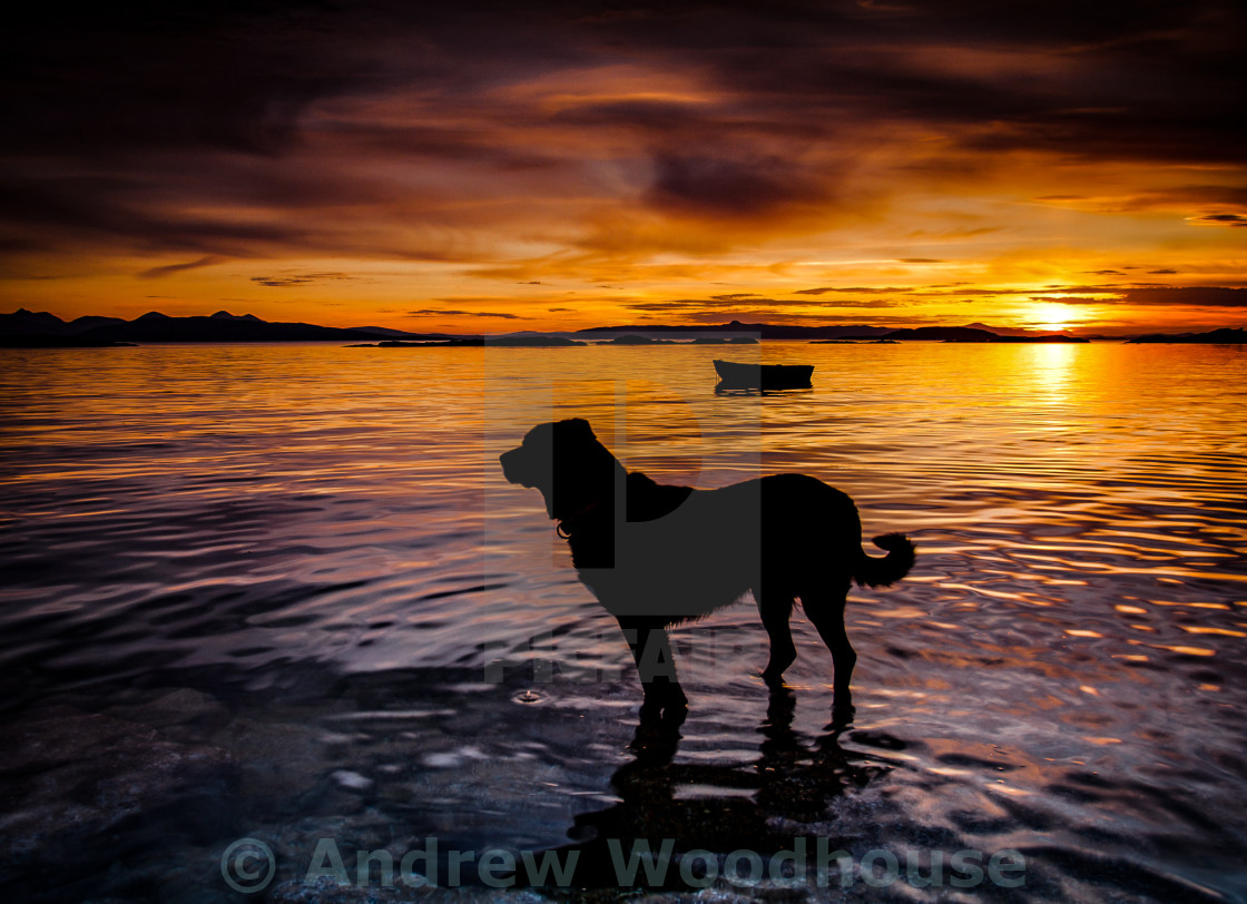 "a dog and a sunset" stock image