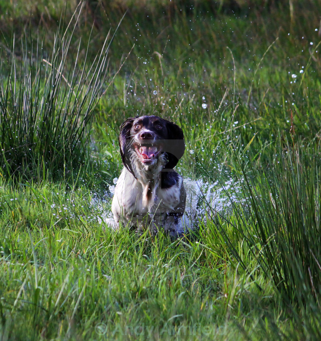 "Excitable Hound" stock image