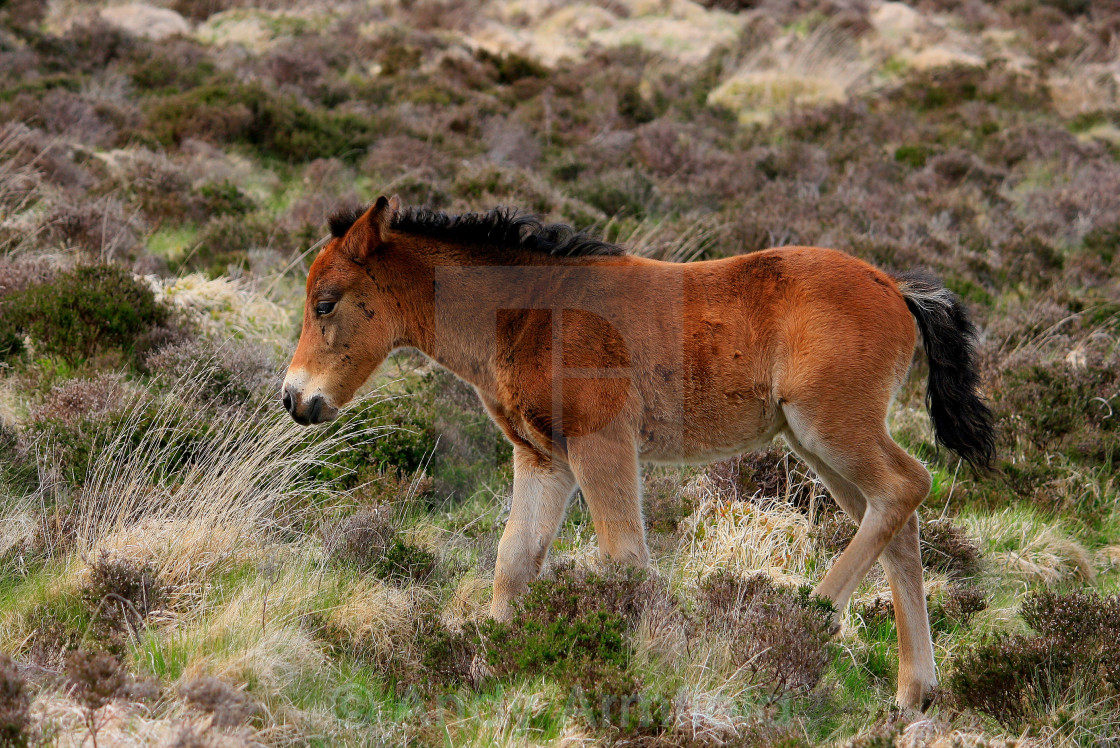 "Wild Foal" stock image