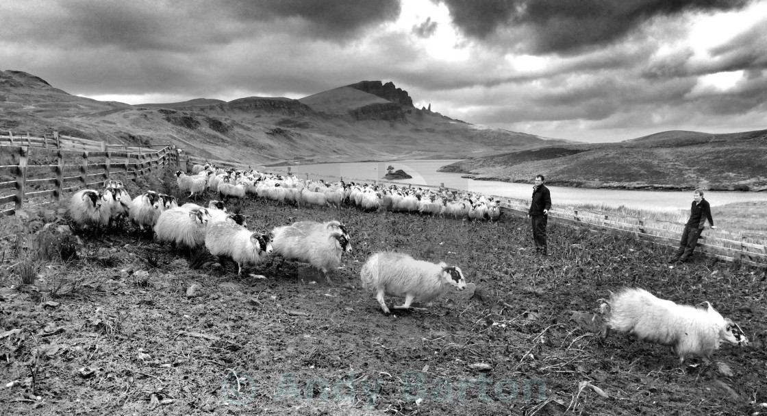 "Skye sheep and Storr" stock image