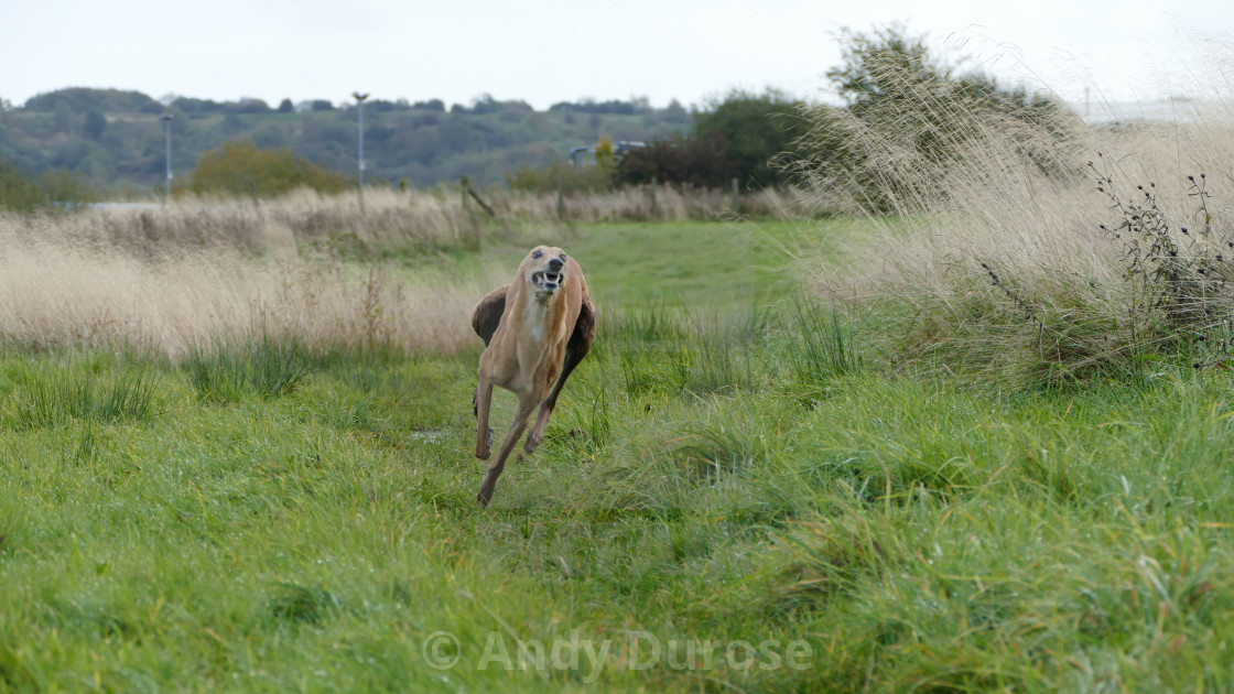lurcher running