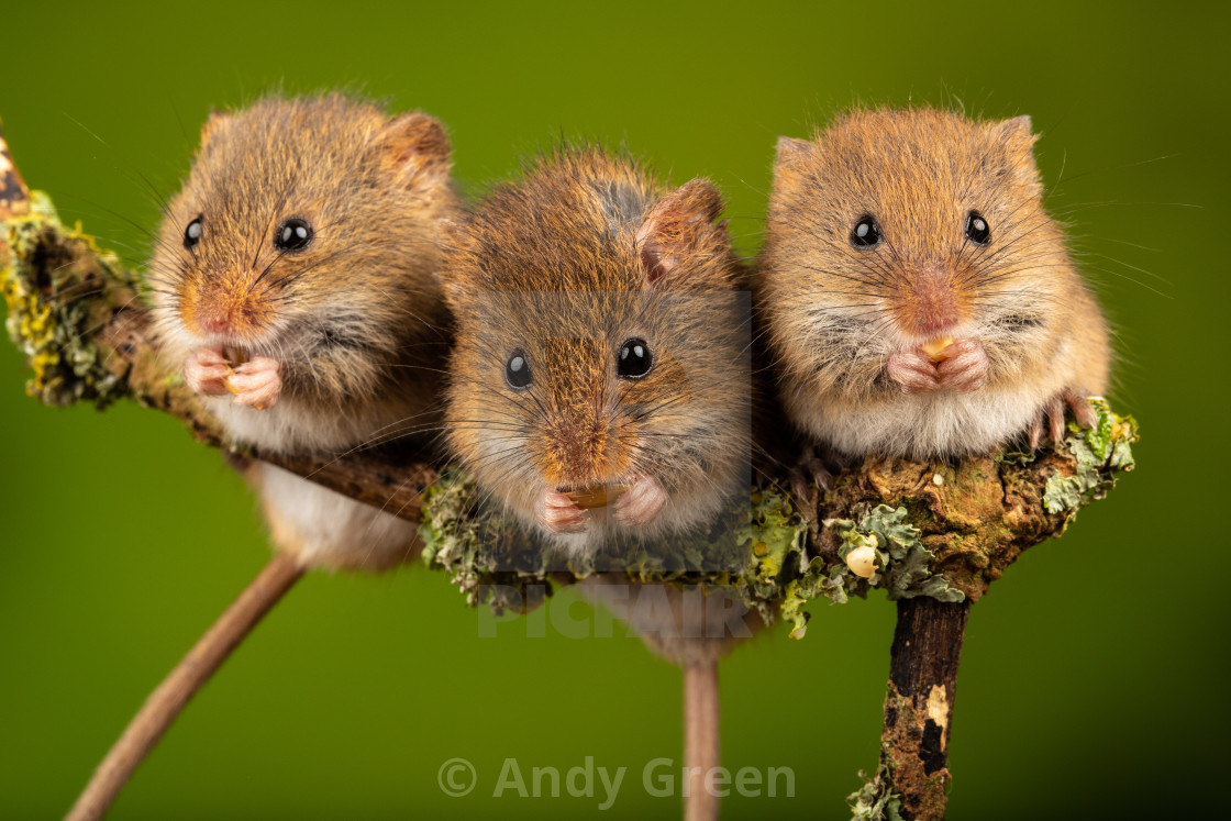 "Harvest Mice" stock image