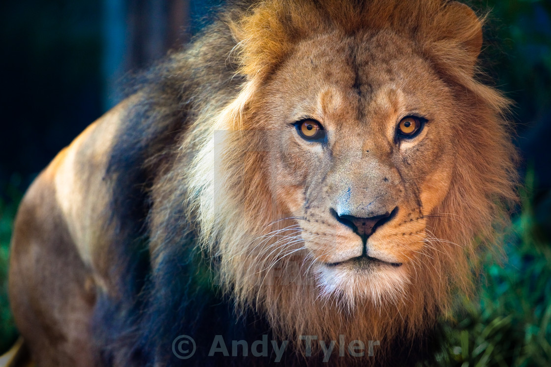 "Lion Face" stock image