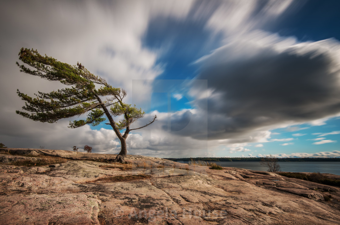 "Lone Pine Tree at Killbear Provincial Park" stock image