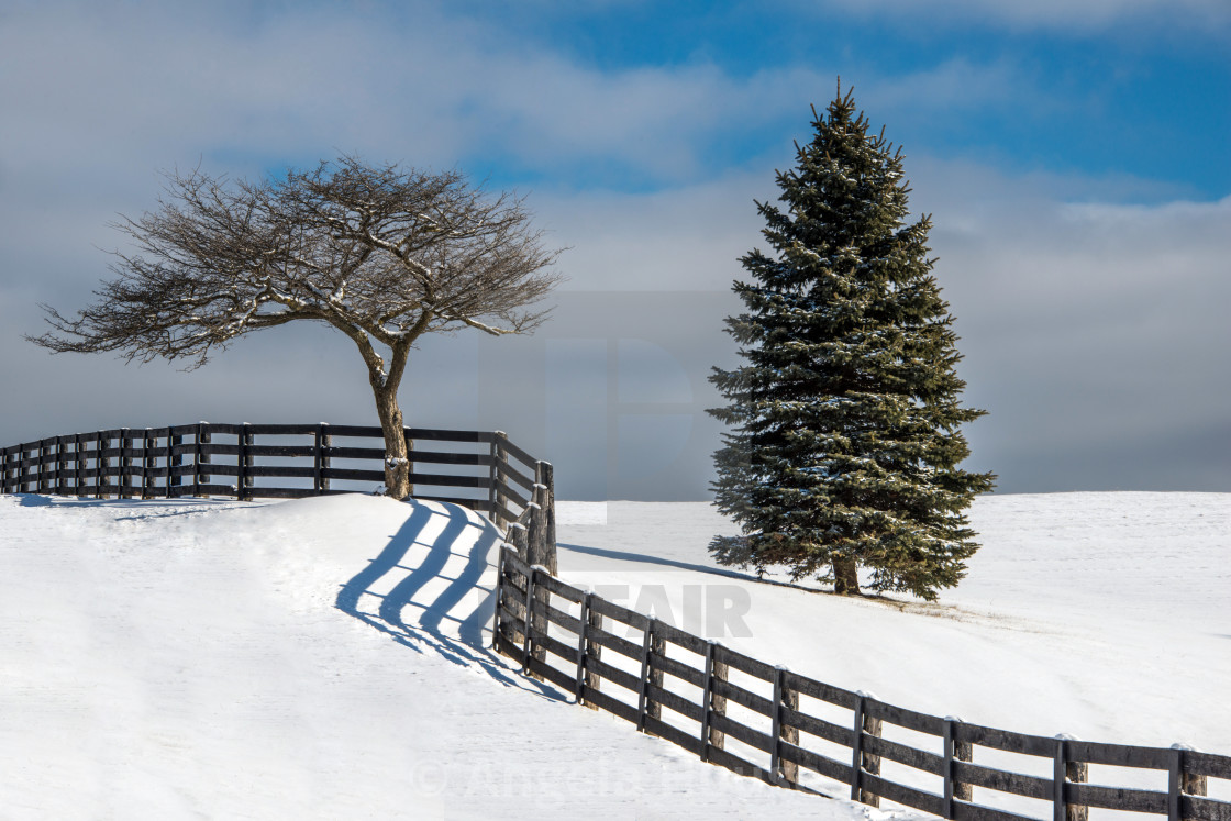 "Fence divides the Trees" stock image