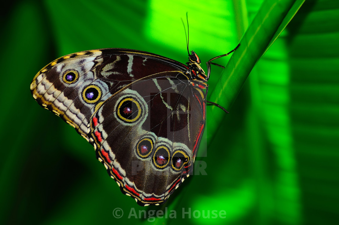 "Blue Morpho Butterfly" stock image